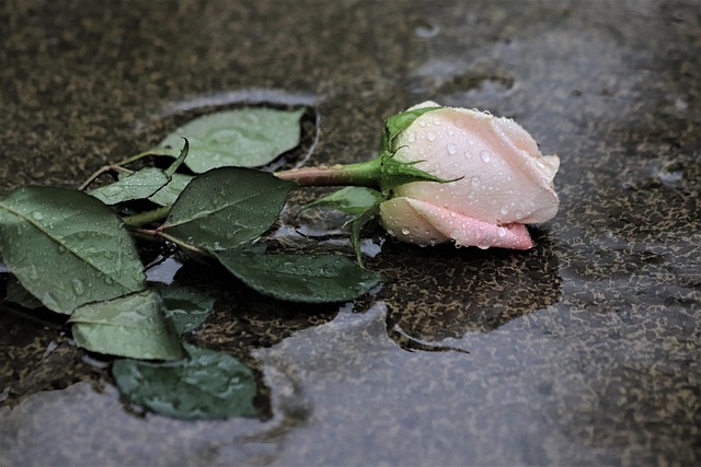 Cremation services Burton, MI