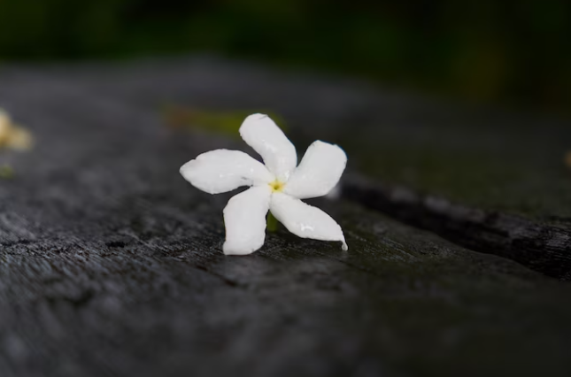 Cremation services Burton, MI