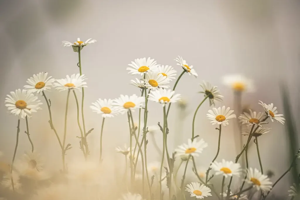 cremation services Flint MI