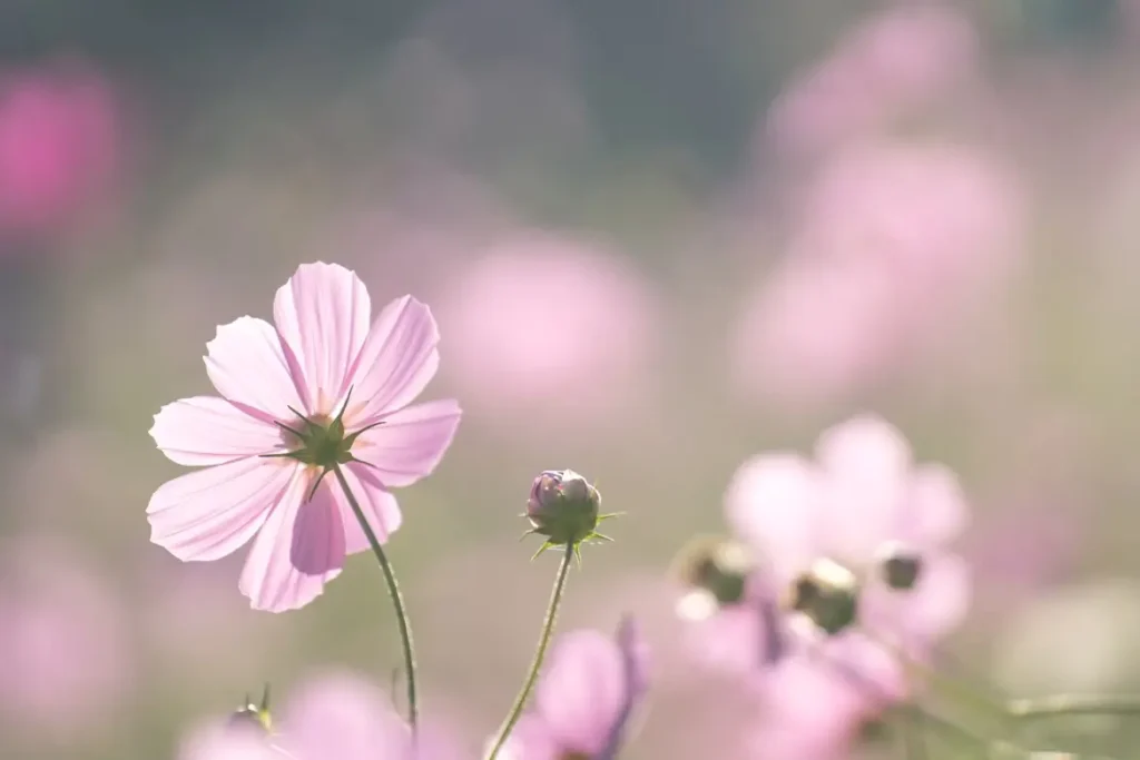 cremation services Grand Blanc MI