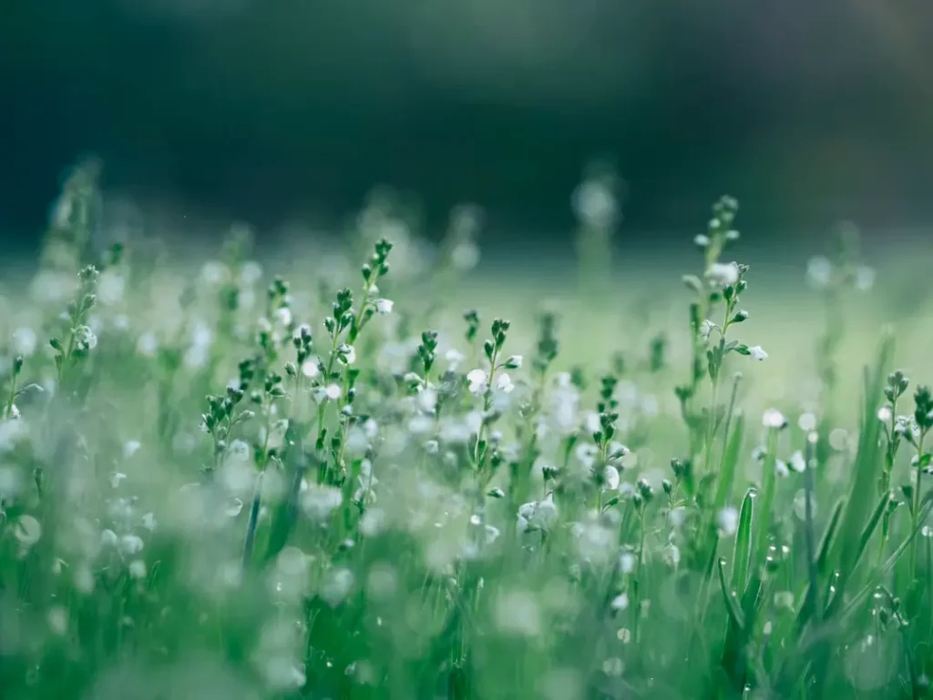 cremation services Grand Blanc MI