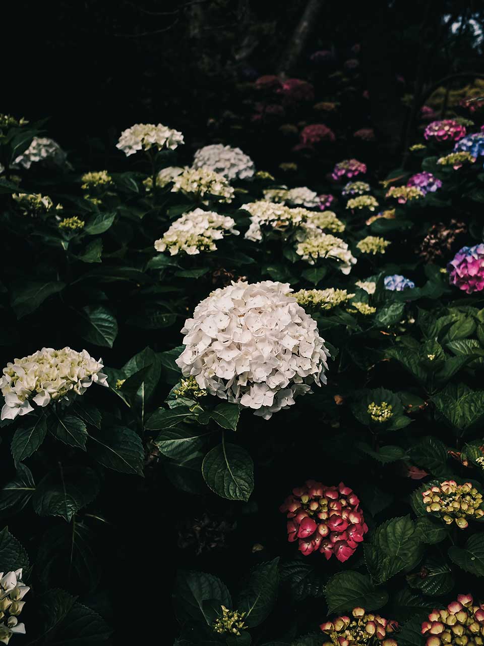 White and Multicolored Hydrangea Blossoms Blooming In A Lush Garden