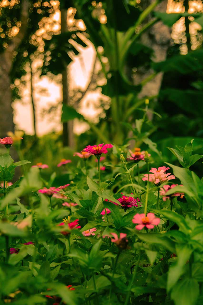 Pink Zinnia Flowers Blooming In A Lush Green Garden