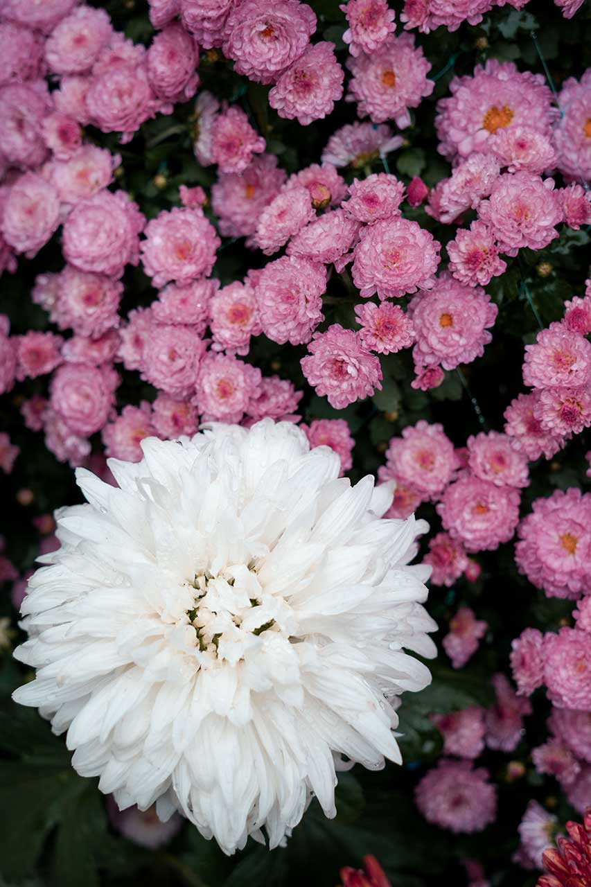 White Chrysanthemum Blooming Against A Soft Pink Chrysanthemum Flowers And Lush Green Foliage